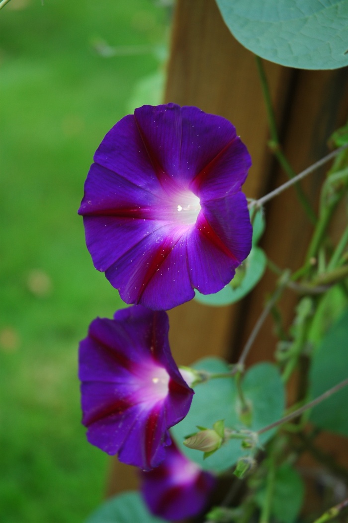 花，蓝风，紫罗兰，花园，开花，开花，风，蓝