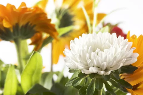 特写,细节,花卉,花卉,花卉,花卉,树叶,无人 特写,细节,花卉,花卉,花卉,花卉,树叶,无人