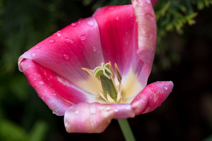 郁金香，花，花，盛开，花瓣，雌蕊，湿，雨滴