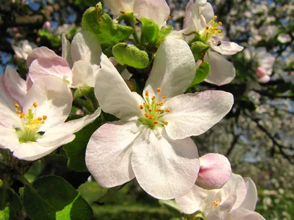花,苹果,春天,花瓣,新鲜,开花,特写,白色 花,苹果,春天,花瓣,新鲜,开花,特写,白色