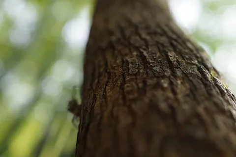 树，树干，三峡大坝，和平，山，自然，土地，景观