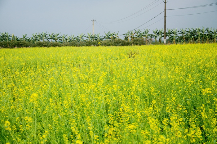 花、改革、金、黄、农业、田地、景观、自然之美