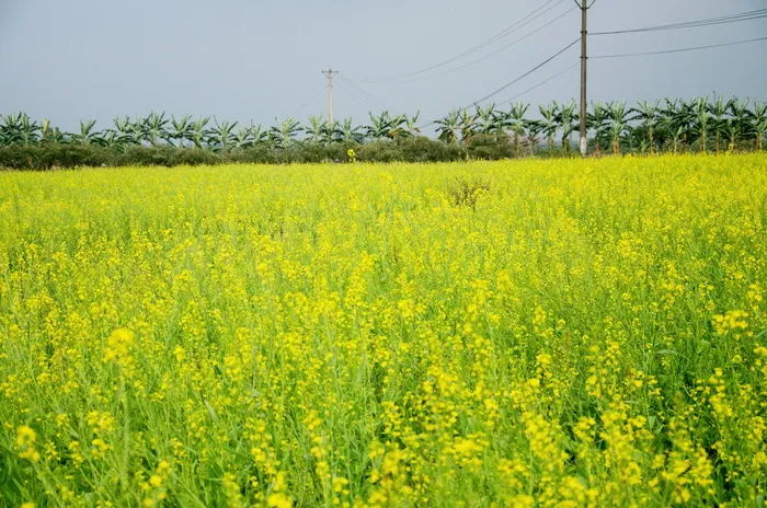 花、改革、金、黄、农业、田地、景观、自然之美