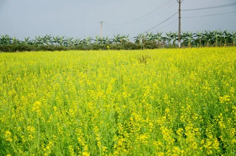 花、改革、金、黄、农业、田地、景观、自然之美 花、改革、金、黄、农业、田地、景观、自然之美