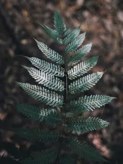 绿色,叶子,蕨类植物,植物,自然,模糊,特写,生长 绿色,叶子,蕨类植物,植物,自然,模糊,特写,生长