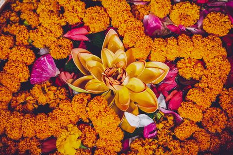 黄色和粉色花瓣的花