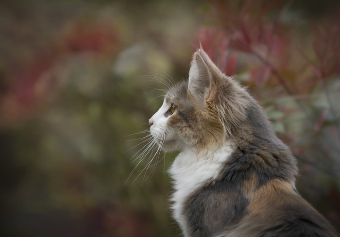 白色和棕色猫科动物的特写照片