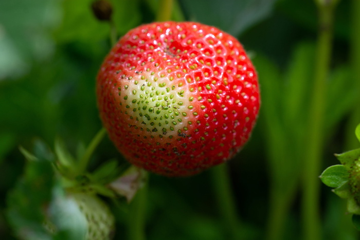草莓，成熟过程，花园，花园中，水果，蔬菜园，特写，食物