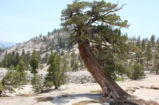 树，雪松，树皮，自然，森林，木材，绿色，树枝
