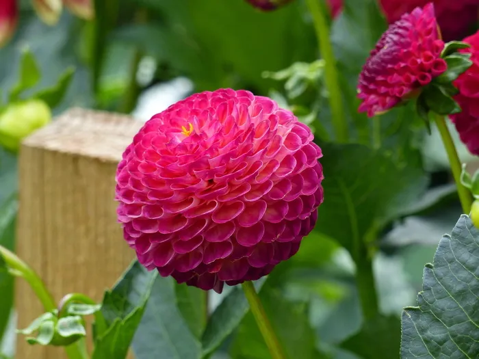 绒球, 大丽花, 鲜花, 块茎, 夏季, 花园, 颜色, 花