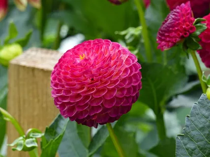 绒球, 大丽花, 鲜花, 块茎, 夏季, 花园, 颜色, 花 绒球, 大丽花, 鲜花, 块茎, 夏季, 花园, 颜色, 花