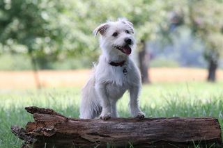 忧郁，夏天，树，绿色，动物，狗，小狗，混合