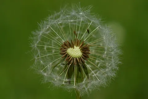 蒲公英,风,自然,种子,植物,春天,花,关闭 蒲公英,风,自然,种子,植物,春天,花,关闭