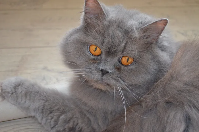 灰色，地板，猫，高地人，英国，英国长毛猫，家猫，宠物