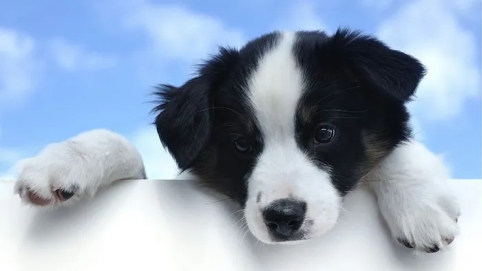 白色，黑色，边境牧羊犬，小狗，澳大利亚牧羊犬，可爱，小狗，顽皮
