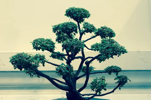 盆景,树木,bäumchen,绿色,叶子,生长,盆栽植物,盆景树 盆景,树木,bäumchen,绿色,叶子,生长,盆栽植物,盆景树