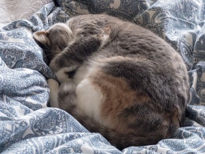 澳大利亚，纽波特，睡眠，宠物，猫，猫，床，哺乳动物