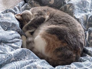 澳大利亚，纽波特，睡眠，宠物，猫，猫，床，哺乳动物