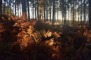 森林、林地、自然、树木、风景、景观、蕨类植物、日落