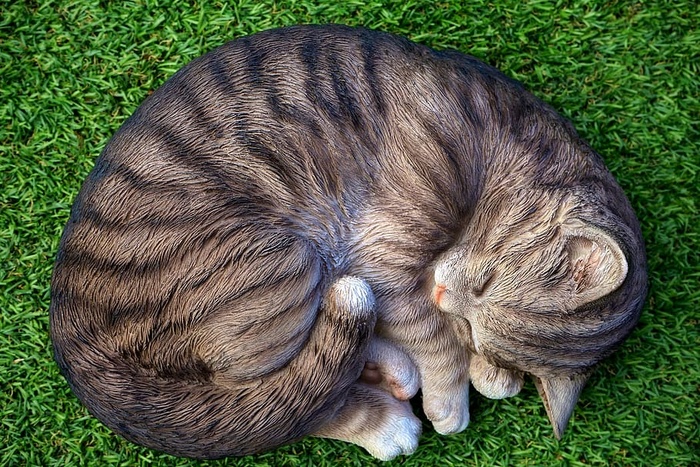 躺在绿草上的猫