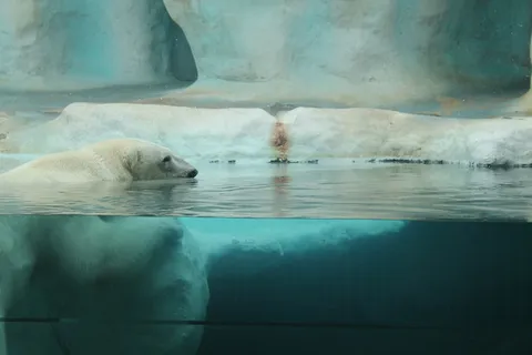 白色,北极,熊,水下,摄影,北极,动物园,北极熊 白色,北极,熊,水下,摄影,北极,动物园,北极熊