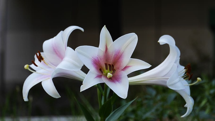 白色，花朵，自然，夏天，花瓣，花粉，蜂蜜，颜色