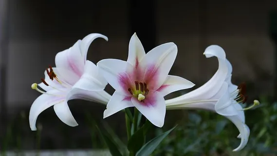 白色,花朵,自然,夏天,花瓣,花粉,蜂蜜,颜色 白色,花朵,自然,夏天,花瓣,花粉,蜂蜜,颜色