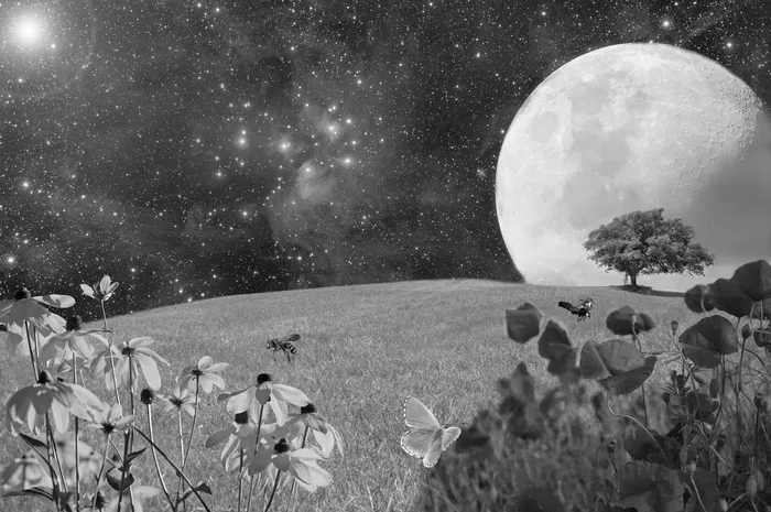 草甸，绿色草甸，花草甸，草，自然，草叶，景观，花