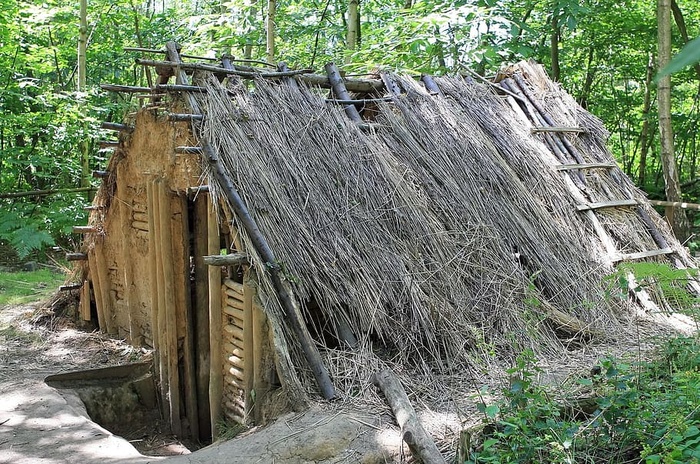 小屋，木头，木头，森林，丛林，树林，建筑，植物