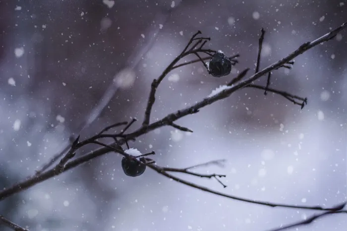 两个圆形黑色水果的特写照片