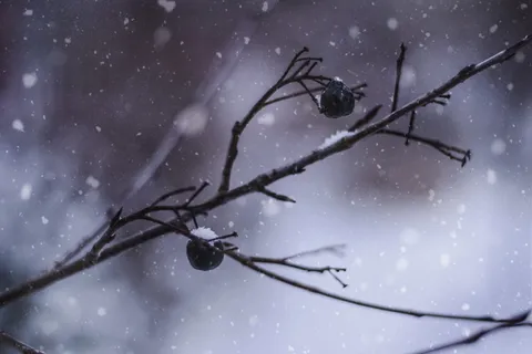 两个圆形黑色水果的特写照片