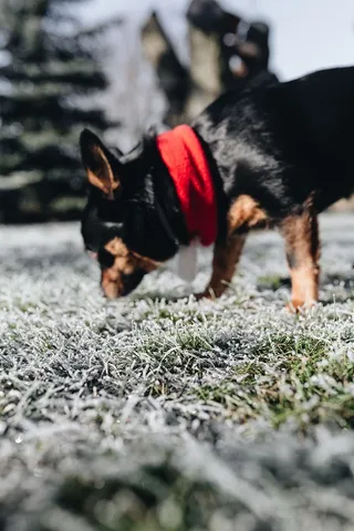 早晨霜冻覆盖了草地