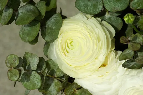 花,毛茛,花瓣,开花,自然之美,植物,花,开花植物 花,毛茛,花瓣,开花,自然之美,植物,花,开花植物