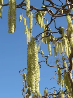 自然,榛子,榛子,灌木,弗吕林三房,花序,春天,植物 自然,榛子,榛子,灌木,弗吕林三房,花序,春天,植物