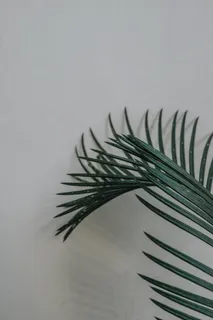 叶子，叶子，绿色，干净，植物，灰色，正式，壁纸