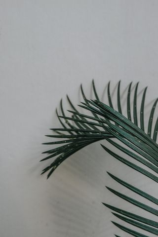 叶子，叶子，绿色，干净，植物，灰色，正式，壁纸