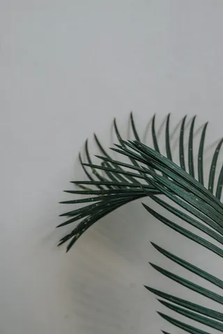 叶子，叶子，绿色，干净，植物，灰色，正式，壁纸