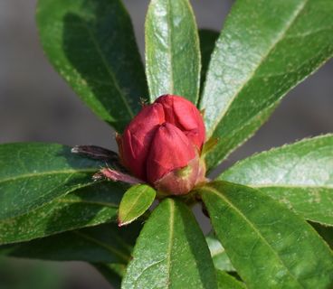 杜鹃花、花、芽、灌木、植物、花、开花、开放