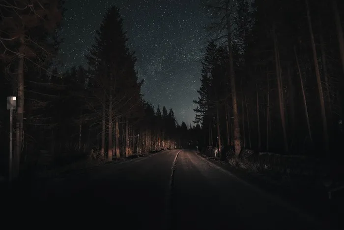 树，路，植物，夜晚，方向，风景——自然，前进的道路，自然之美
