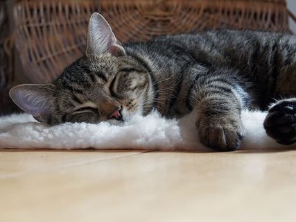 棕色斑猫躺在粗毛毯上 棕色斑猫躺在粗毛毯上