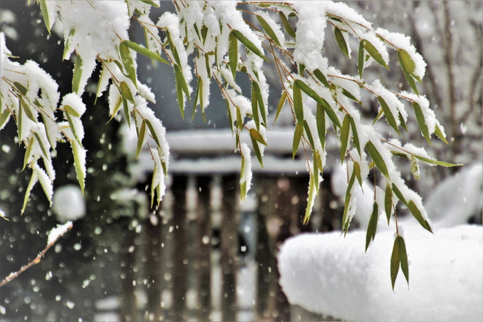 冬天，雪，雪花，冰冻，结冰，白色，雪花，泽