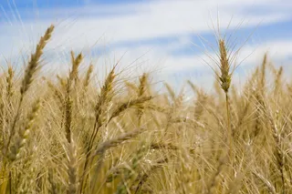 光纤选择性聚焦摄影术