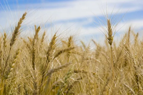 光纤选择性聚焦摄影术 光纤选择性聚焦摄影术