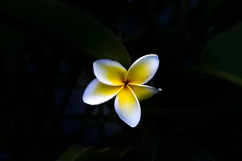 白色、黄色、鸡蛋花、开花、选择性、彩色摄影、黑色、深色 白色、黄色、鸡蛋花、开花、选择性、彩色摄影、黑色、深色