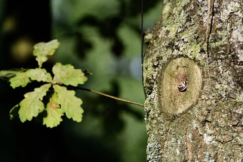 蜗牛，贝壳，扇贝，细节，树，树皮，树干，植物