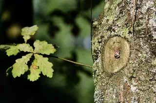 蜗牛，贝壳，扇贝，细节，树，树皮，树干，植物