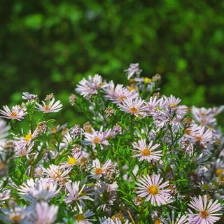 乌克兰，德尼普罗，洋甘菊，秋天，绿色，公园，鲜花，花束