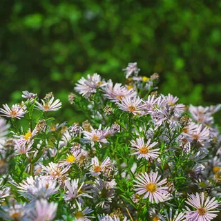 乌克兰，德尼普罗，洋甘菊，秋天，绿色，公园，鲜花，花束