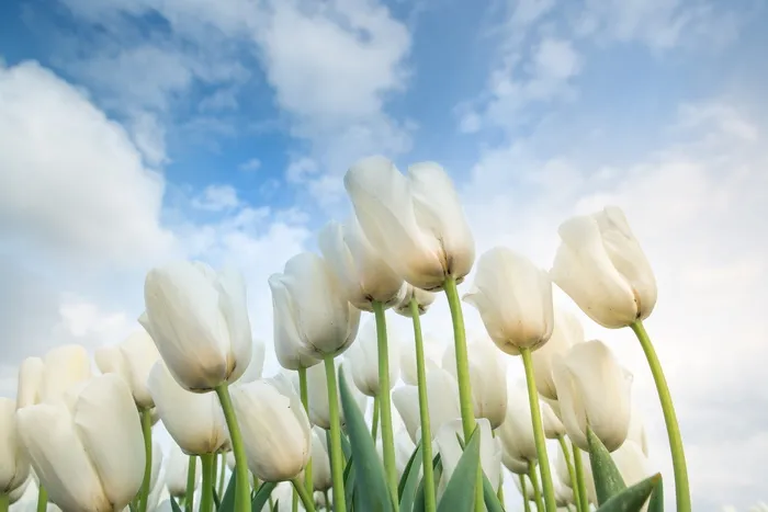 白色，郁金香，荷兰，春天，盛开，鲜花，花园，自然