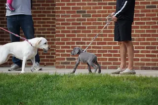 抱狗的人，人，人，人，砖头，狗，哺乳动物，拉布拉多猎犬